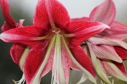 Hippeastrum 'Ruby Star'