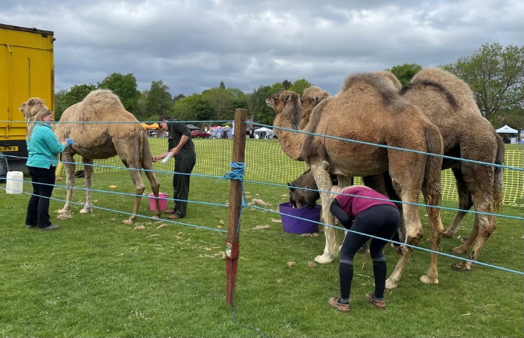 Some unusual customers at Chobham Carnival!