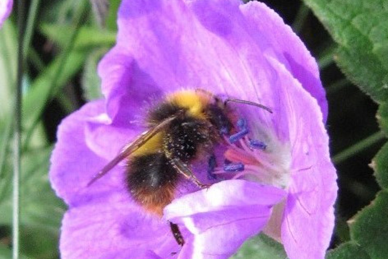 Bombus Pratorum Gordon Port