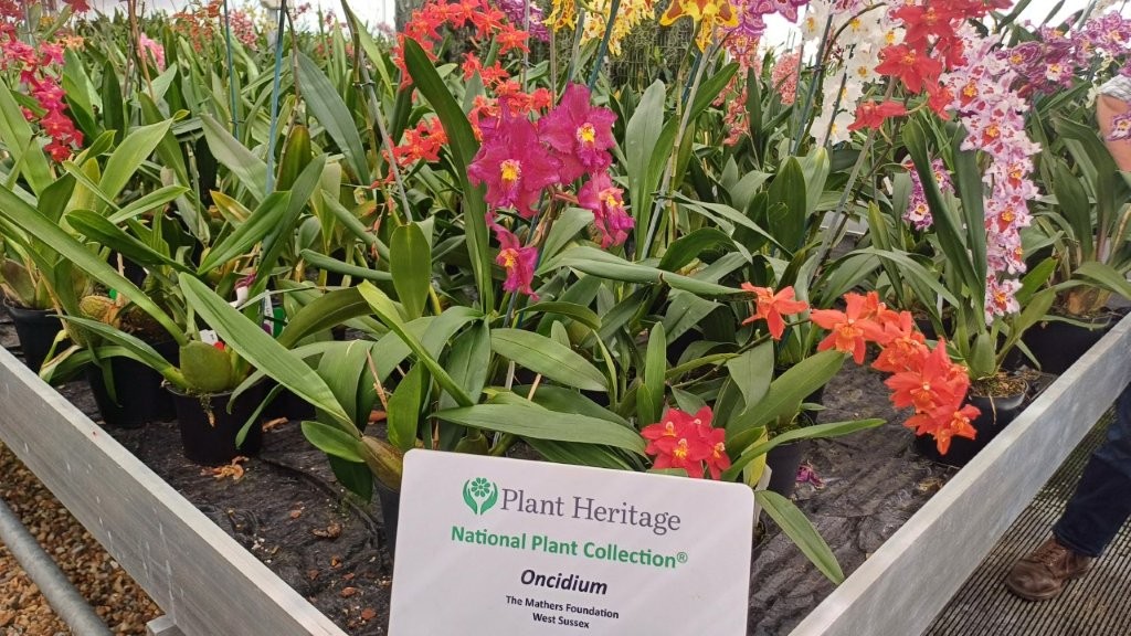The Oncidium Collection