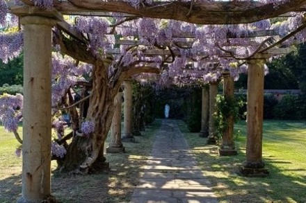 Wisteria 2026 5