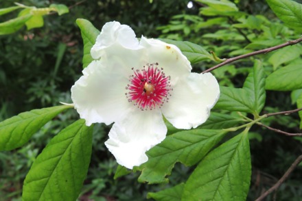 Four horticultural experts appointed as new Vice Presidents for Plant Heritage