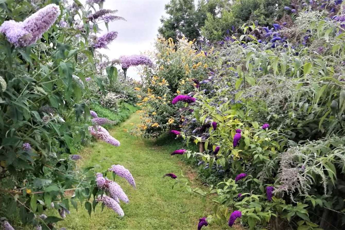Buddleja Walk
