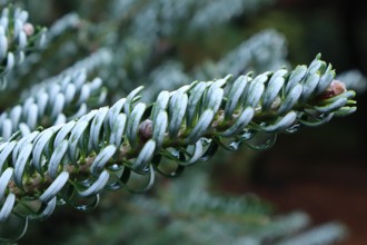 Abies Koreana 'Hortsmann's Silberlocke'