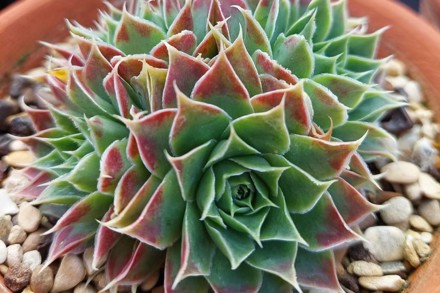 Jovibarba Heuffelii ‘Jade’ Cc Chris Chatfield