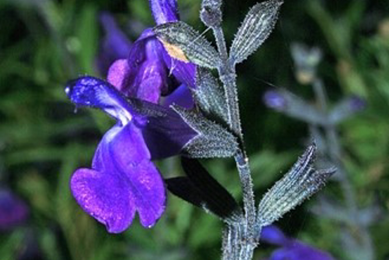 Salvia Rodbaston Breeze (1)