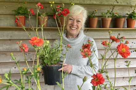 Maria & Geum Plants For RHS Chelsea 2026 Photo Jeremy Heffer Permission Given