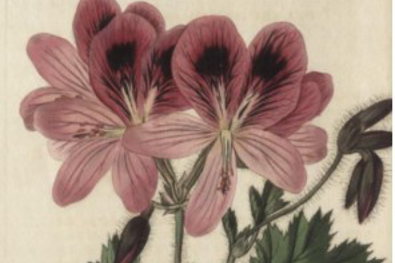 Great Geranium Robbery