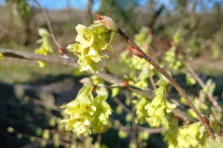 Corylopsis Glabrescens 'Lemon Drop'