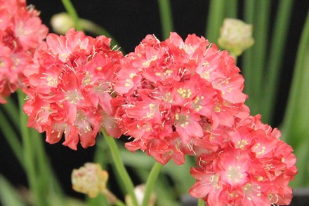 Armeria pseudarmeria 'Ballerina Red'
