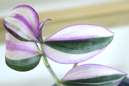 Tradescantia 'Quadricolor' Leaf