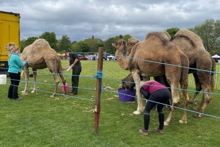 Unusal Customers At Chobham Carnival 2025 Compressed