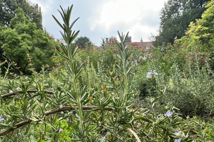 Rosemary At Great Comp Garden CREDIT Photo By Vicki Rimmer