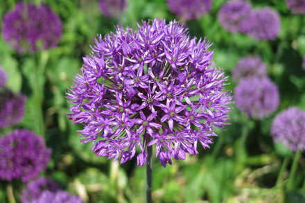 Allium